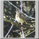 Turdus pilaris - Wacholderdrossel 03.jpg